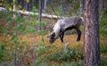 The animals that are mostly encountered in Finland are reindeers. They are very cute creatures and don`t get scared by humans so e