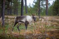 The animals that are mostly encountered in Finland are reindeers. They are very cute creatures and don`t get scared by humans so e