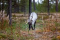 The animals that are mostly encountered in Finland are reindeers. They are very cute creatures and don`t get scared by humans so e