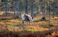 The animals that are mostly encountered in Finland are reindeers. They are very cute creatures and don`t get scared by humans so e