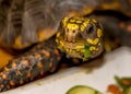 Close up of red-footed tortoise eating spinach Royalty Free Stock Photo