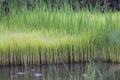 row of rice seeds (Oryza sativa) in the nursery plot ready for planting