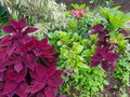 Mixed flowers and plants