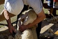 Sheep shearing in autumn Royalty Free Stock Photo