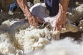 Sheep shearing in autumn Royalty Free Stock Photo