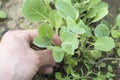 Being wrenched off cabbage seedlings Royalty Free Stock Photo