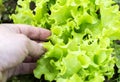 Being wrenched off green leaf lettuce Royalty Free Stock Photo