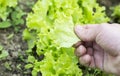 Being wrenched off green leaf lettuce Royalty Free Stock Photo