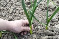 Being wrenched off young green garlic Royalty Free Stock Photo