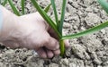 Being wrenched off young green garlic Royalty Free Stock Photo