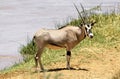 Beisa Oryx, oryx beisa, Adult survived a Lion Attack, Samburu Park in Kenya
