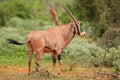 Beisa Oryx - Oryx gazella beisa