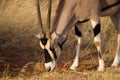 Beisa oryx grazing