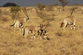 Beisa Oryx, oryx beisa, Herd in Savannah, Masai Mara Park in Kenya