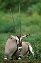 Beisa Oryx, oryx beisa, Male laying down, Kenya