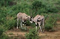 Beisa Oryx, oryx beisa, Males fighting, Kenya