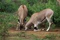 Beisa Oryx, oryx beisa, Males fighting, Kenya
