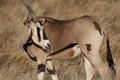 Beisa oryx with oxpeckers