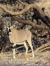 Beisa Oryx in Samburu National Reserve