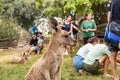 Kangaroos rest on the grass during the day in Gan Guru kangaroo park in Kibutz Nir David in the north of Israel