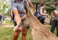 A visitor feeds a kangaroo from his hand in Gan Guru kangaroo park in Kibutz Nir David in the north of Israel