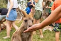 A visitor feeds a kangaroo from his hand in Gan Guru kangaroo park in Kibutz Nir David in the north of Israel