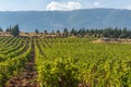 Overlooking the magical Bekaa Valley