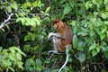 Bekantan or proboscis monkey is a type of long-nosed monkey with reddish-black fur. Royalty Free Stock Photo