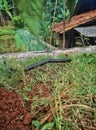 Bekasi, Indonesia, Millipedes walking on grass.