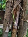 Bekasi Indonesia,Sebuah tunas muda yang baru tumbuh dari pohon bambu.