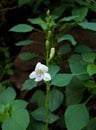 Bekasi, October 2, 2021, Asystasia plants or Israeli flowers, are wild plants that usually grow on the side of the road,