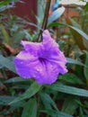 Bekasi, October 15, 2021, Beautiful purple golden flower with green leaves