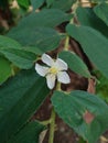 Bekasi, October 5, 2021, the crown of the god or cherry fruit flowers which are white and green leaves.