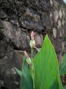 Bekasi, October 30, 2021, Iris flower that has not yet bloomed and is still in the form of a bud and green leaves.