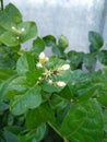 Bekasi, October 9, 2021, the phaleria flower or the crown of the god, which is white and has very beautiful green leaves.
