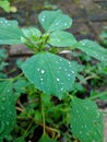 Bekasi October 15, 2021, raindrops on the green leaves of plants