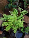 Bekasi, October 10, 2021, tamarind tree seeds that are still small and have green leaves are planted in a pot