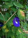 Bekasi, October 3, 2021, a unique and beautiful telang flower, with purple and green leaves.