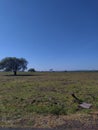 Bekol Savana of Baluran National Park Royalty Free Stock Photo