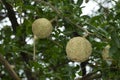 Bel fal, Maja fruit, Aegle Marmelos near Pune, Maharashtra, India