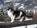 bel gatto bianco nero con occhi gialli