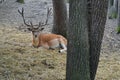 Spotted deer, male, horns, nature reserve, forest, wildlife