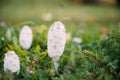 Belarus, Europe. Coprinus Comatus, The Shaggy Ink Cap, Lawyer`s Wig, Or Shaggy Mane, Is A Common Fungus Often Seen
