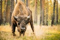 Belarus. European Bison Or Bison Bonasus, Also Known As Wisent Or European Wood Bison In Autumn Forest. Berezinsky Royalty Free Stock Photo