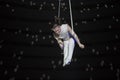 Aerial acrobat performs a circus trick.