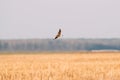 Belarus. Green Sandpiper - Tringa Ochropus Flying In Spring Sky. Small Wader - Shorebird