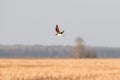 Belarus. Green Sandpiper - Tringa Ochropus Flying In Spring Sky. Small Wader - Shorebird