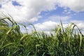 Belarus green wheat field and blue sky