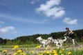 Belarus. May 2010: Husky dogs run in front of a girl on a bicycle against the background of forest and blue sky, yellow