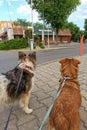 Belarus, Minsk - 25 august, 2022: Two dogs waiting at McDonald's